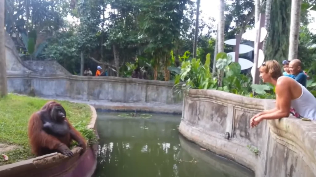 Mand giver orangutang en godbid, og dens reaktion får hele internettet til at bryde ud i latter