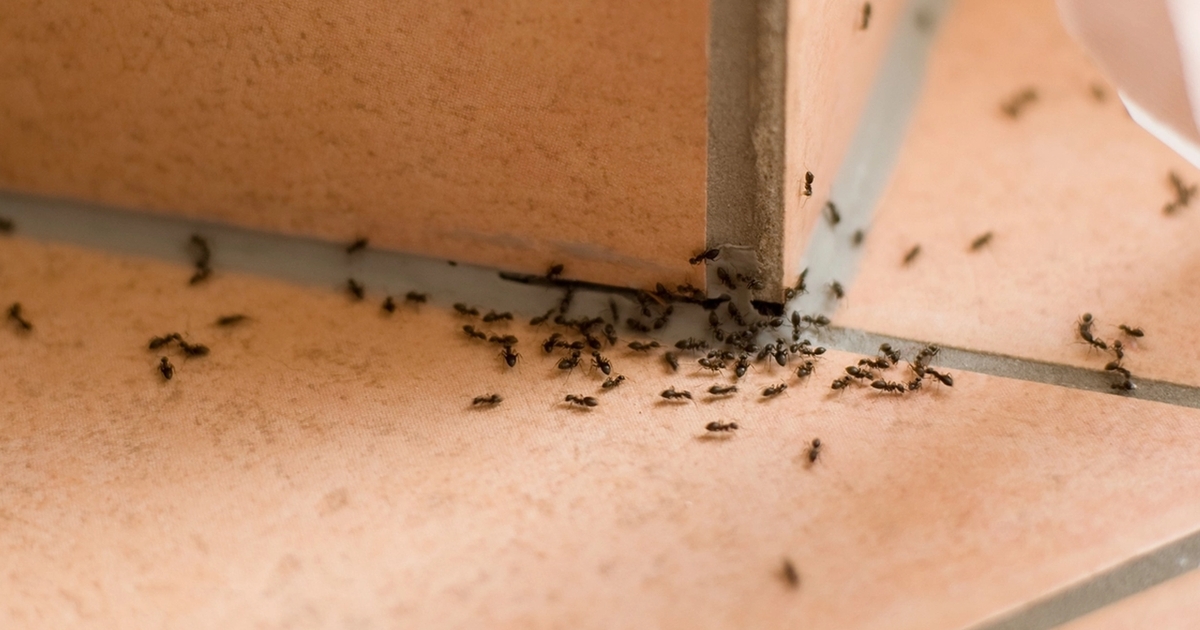 Myrer bliver ‘fjernet for altid’ fra dit hjem på 5 minutter med denne ‘hjemmelavede myregift’