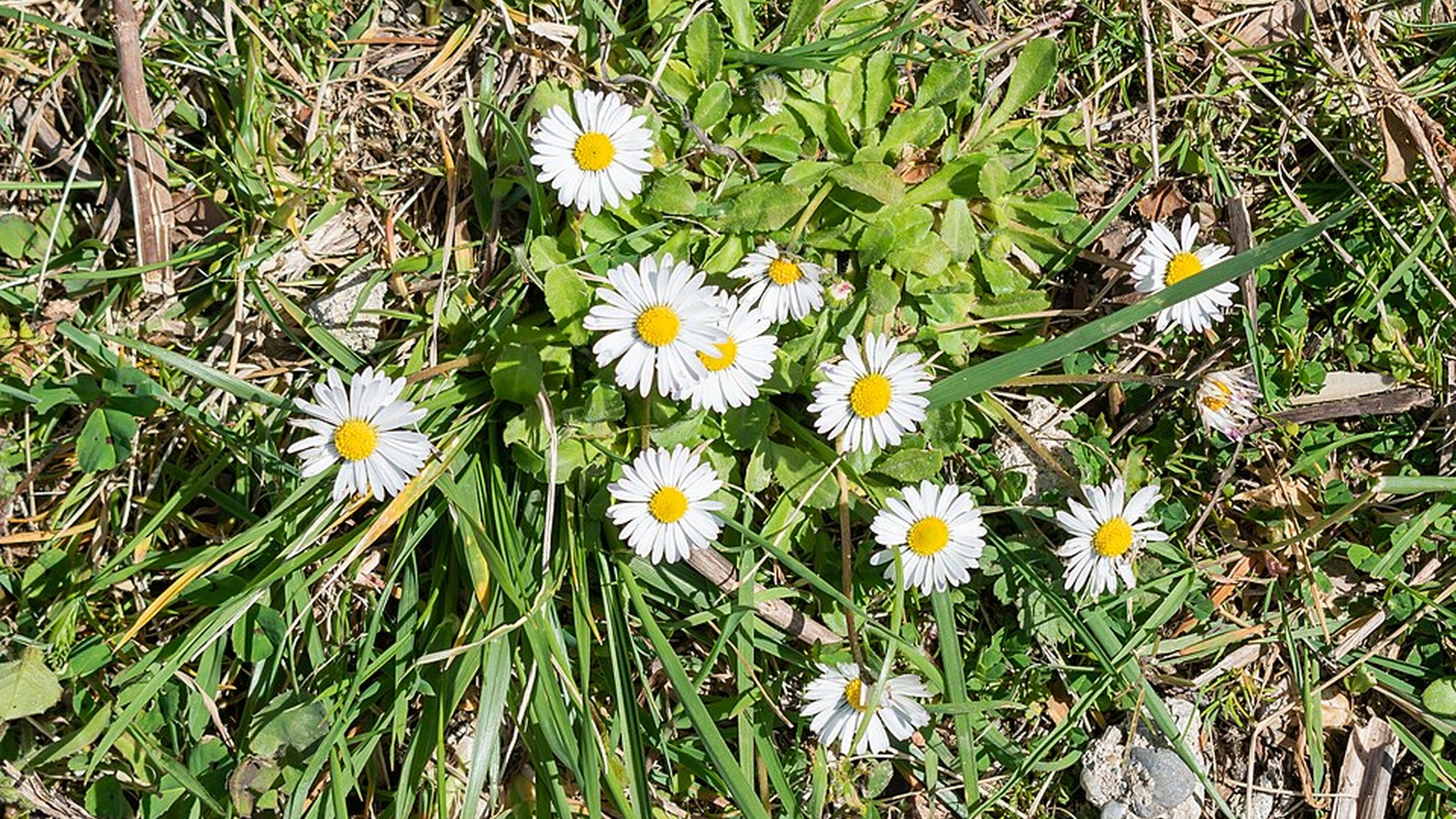 Tusindfryd på græsplænen er et tegn, som ingen haveejere må ignorere