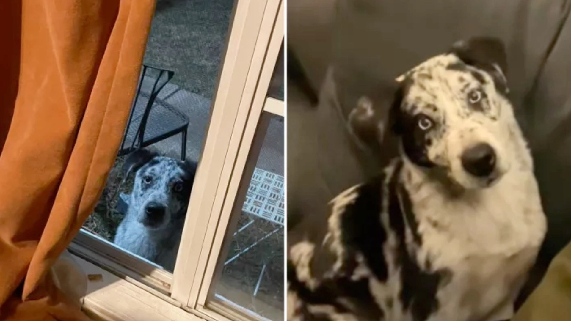 Kvinde får uventet besøg af hund i frostvejr: Hun ved præcis, hvad hun skal gøre