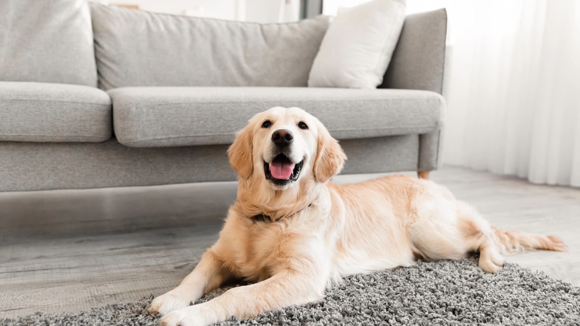 Samtlige hundeejere advares: Meget få er klar over, at disse madvarer kan slå din hund ihjel