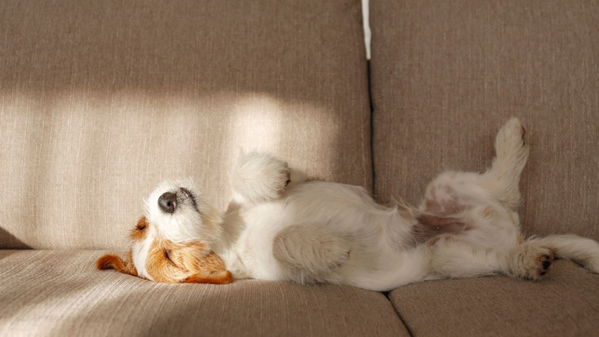 Ligger din hund på ryggen, når den sover? Her er, hvad det betyder