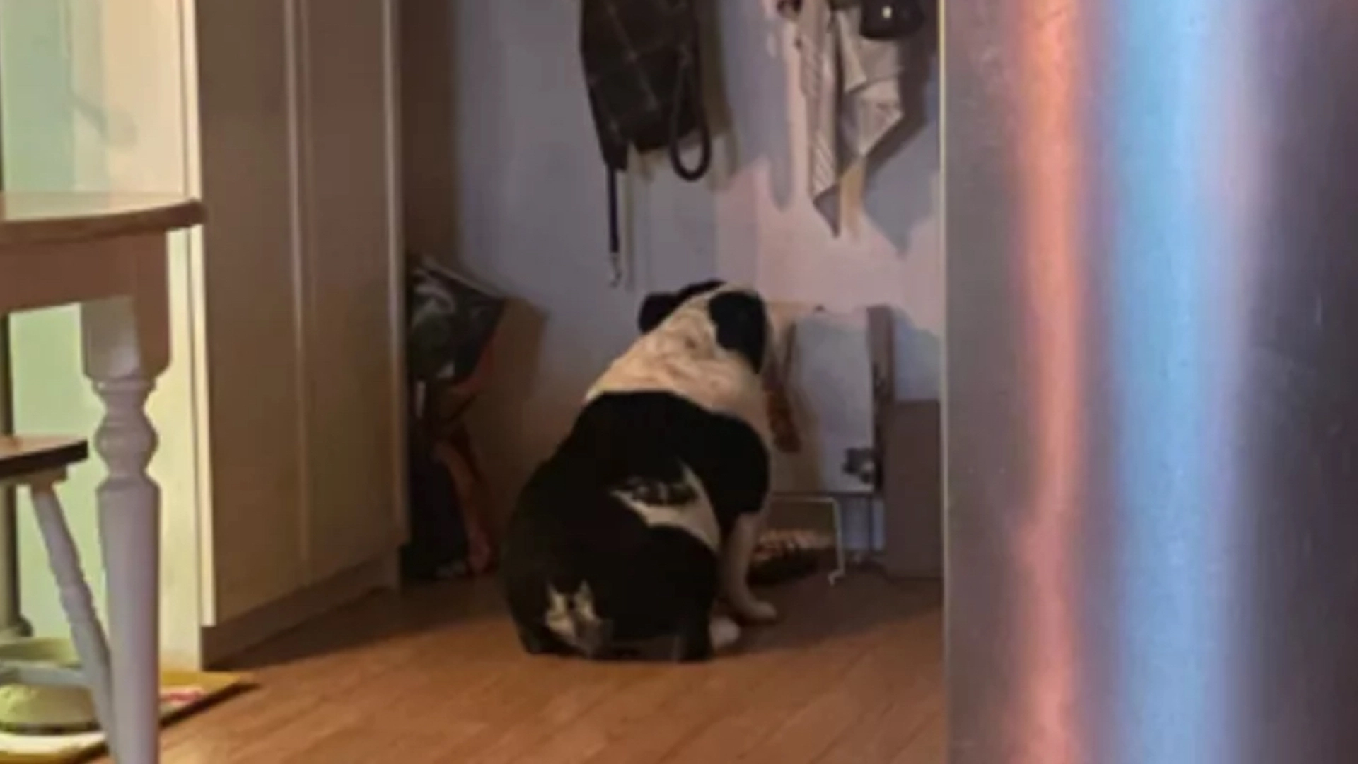 Hund sætter sig i hjørnet og stirrer på vægen hver aften: Folk griner, når de hører årsagen