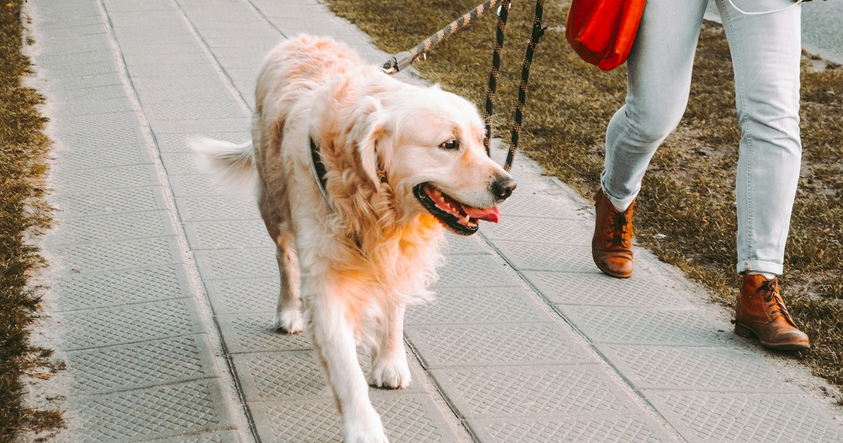Dyrlæge deler: Her er 7 tegn på, at din hund er glad