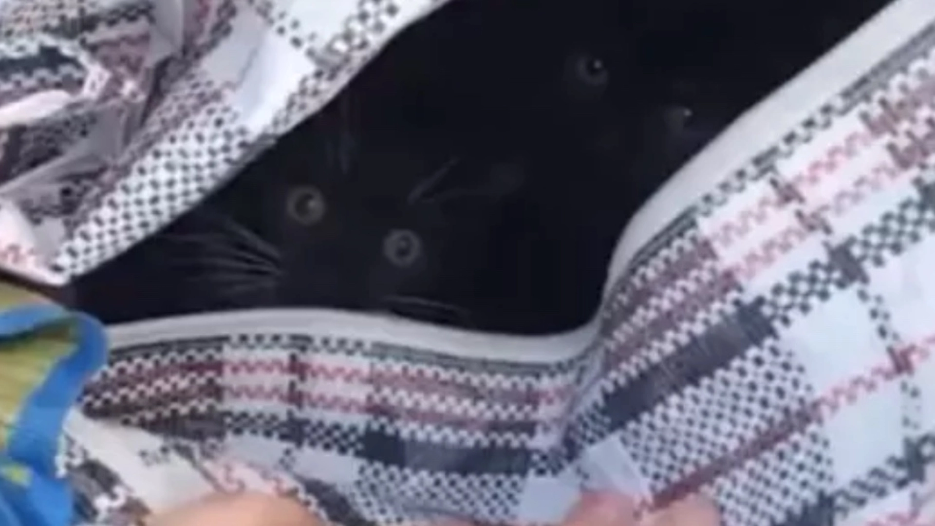 Kvinde finder lukket IKEA-pose efterladt i park: Får et chok over, hvad hun finder i den