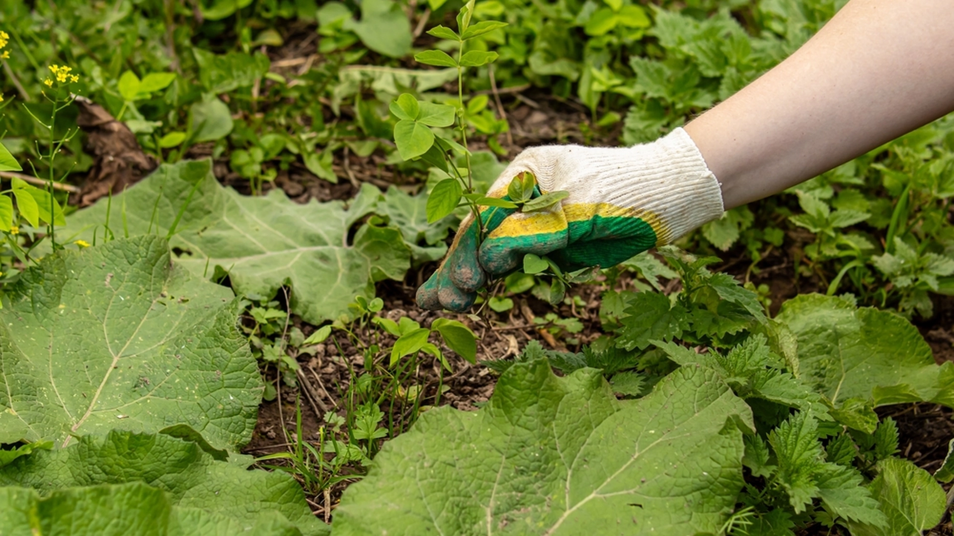 Fodr dine planter med det i foråret og tak dig selv til sommer: Her er den bedste hjemmelavede ‘mad’