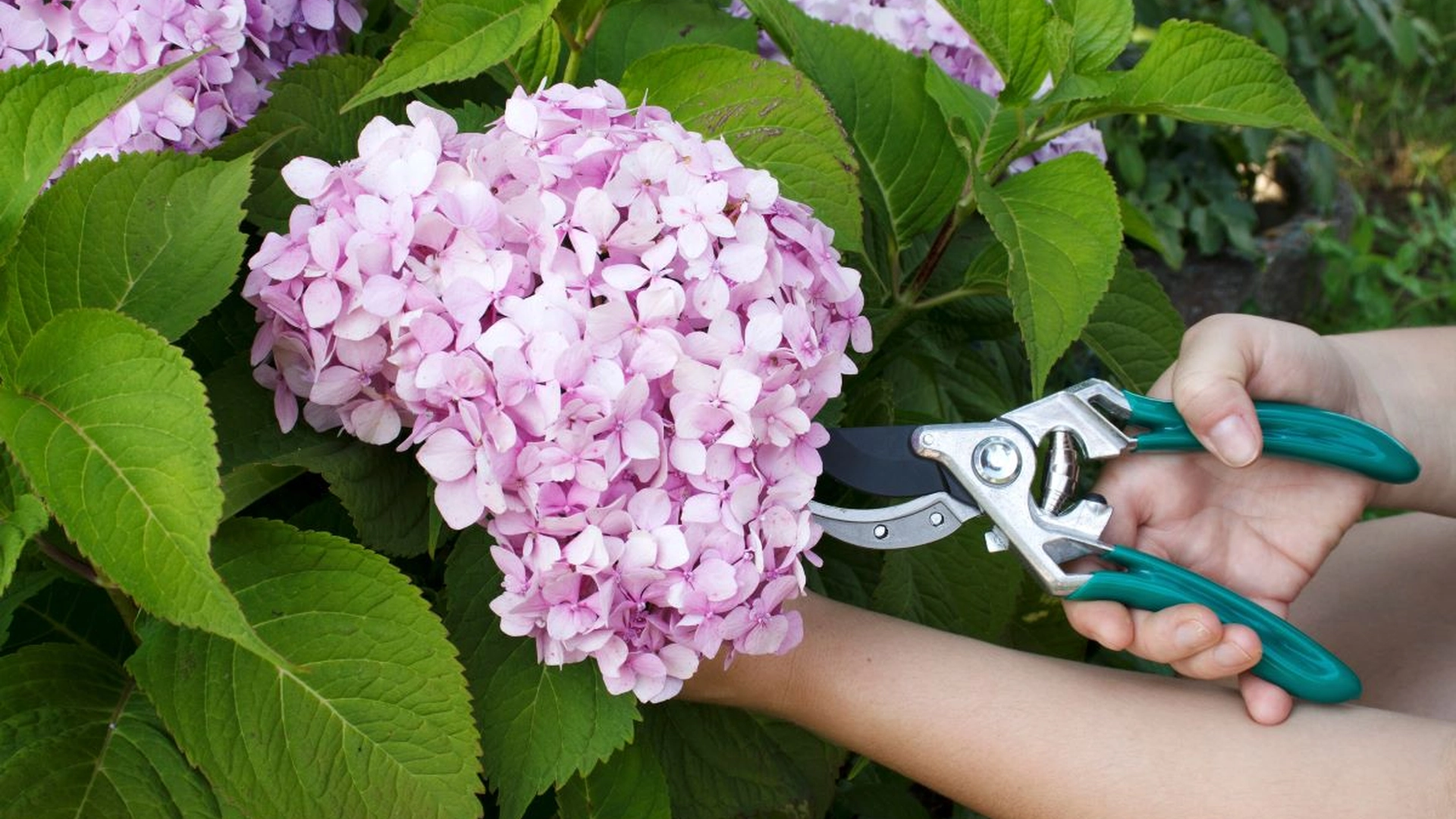 Flere haveejere laver stor hortensia-fejl: Med disse to simple tricks undgår du at blive den næste