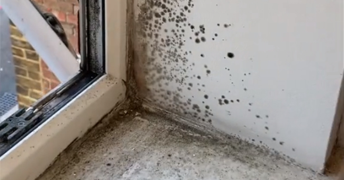 Dit supermarked har løsningen til 10 kroner: Med et snuptag slipper du af med skimmelsvamp