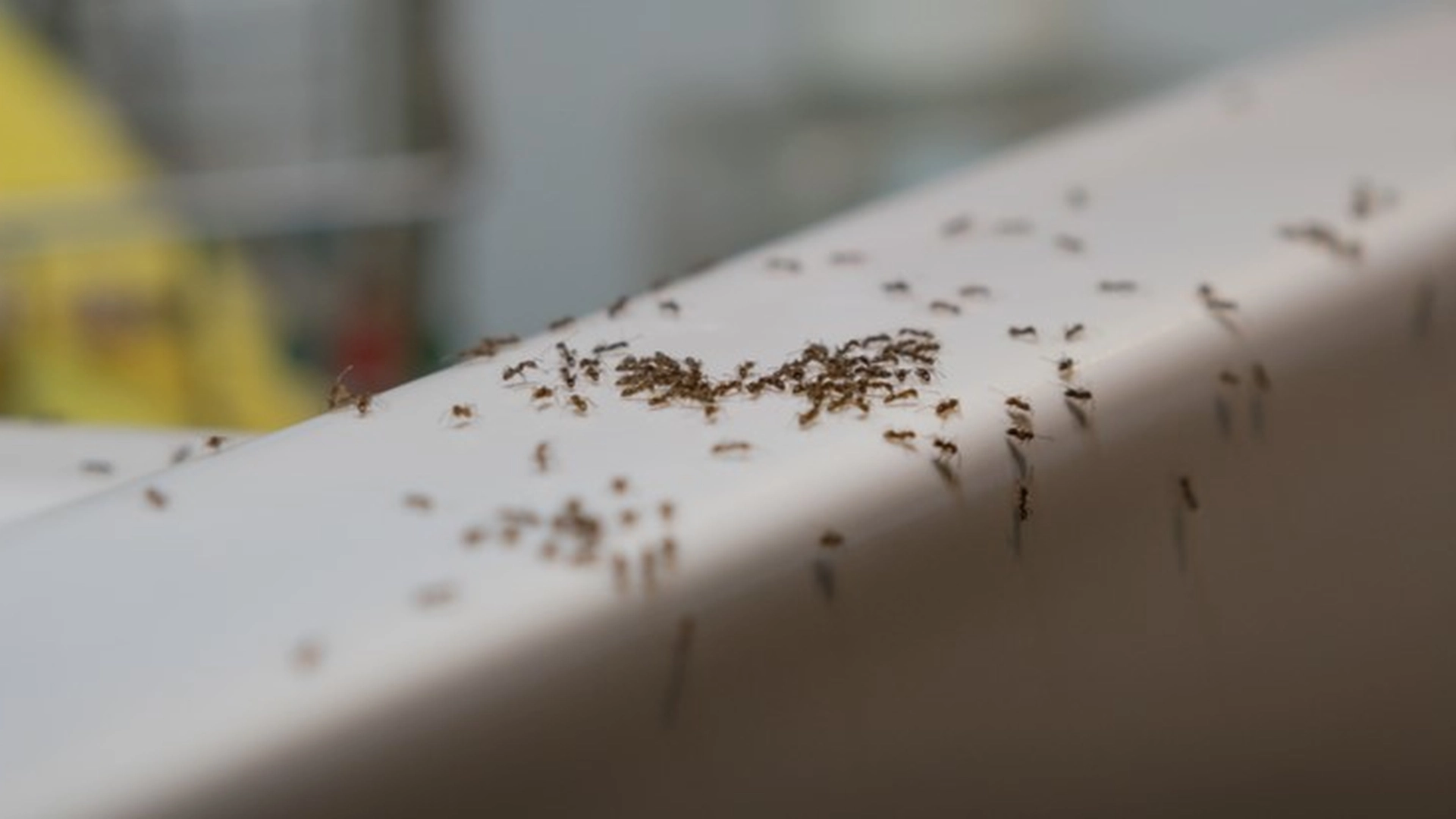 4 ting du skal gøre i dag, hvis du vil slippe for myrer i have og hjem