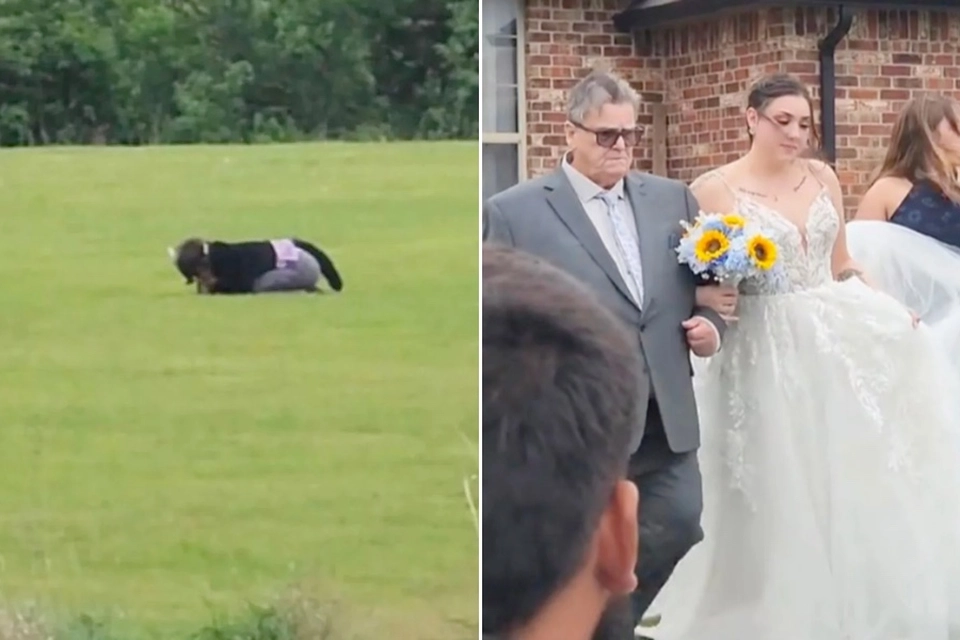 Brud spotter ‘ko’ i baggrunden ved bryllup: Bliver chokeret, da hun opdager sandheden