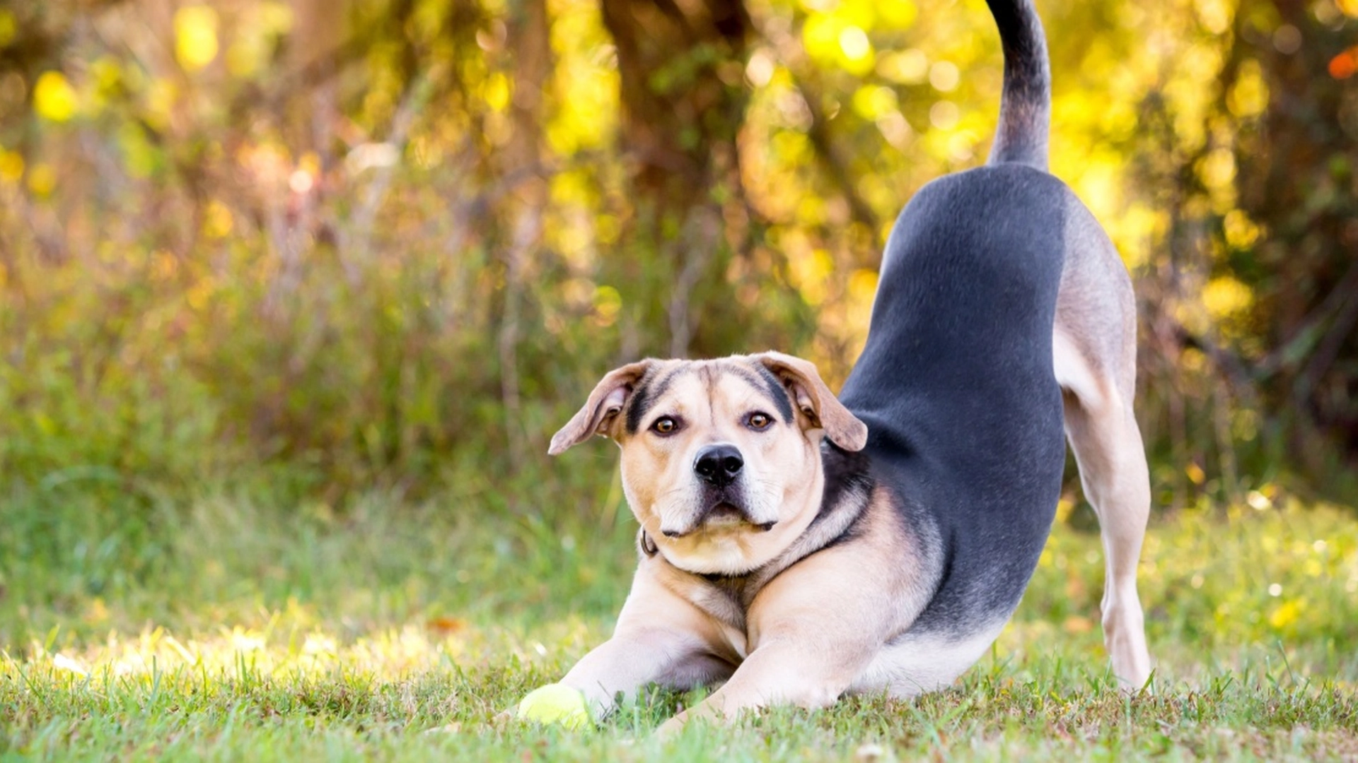 Det er ikke tilfældigt: Derfor strækker din hund sig foran dig