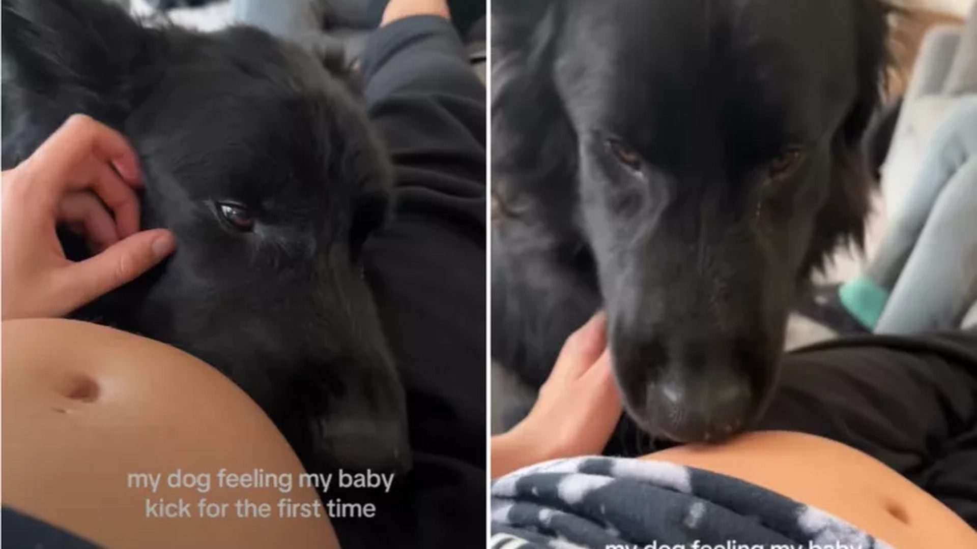 Hund mærkede babyspark: Hvad den derefter gjorde rørte alle i rummet