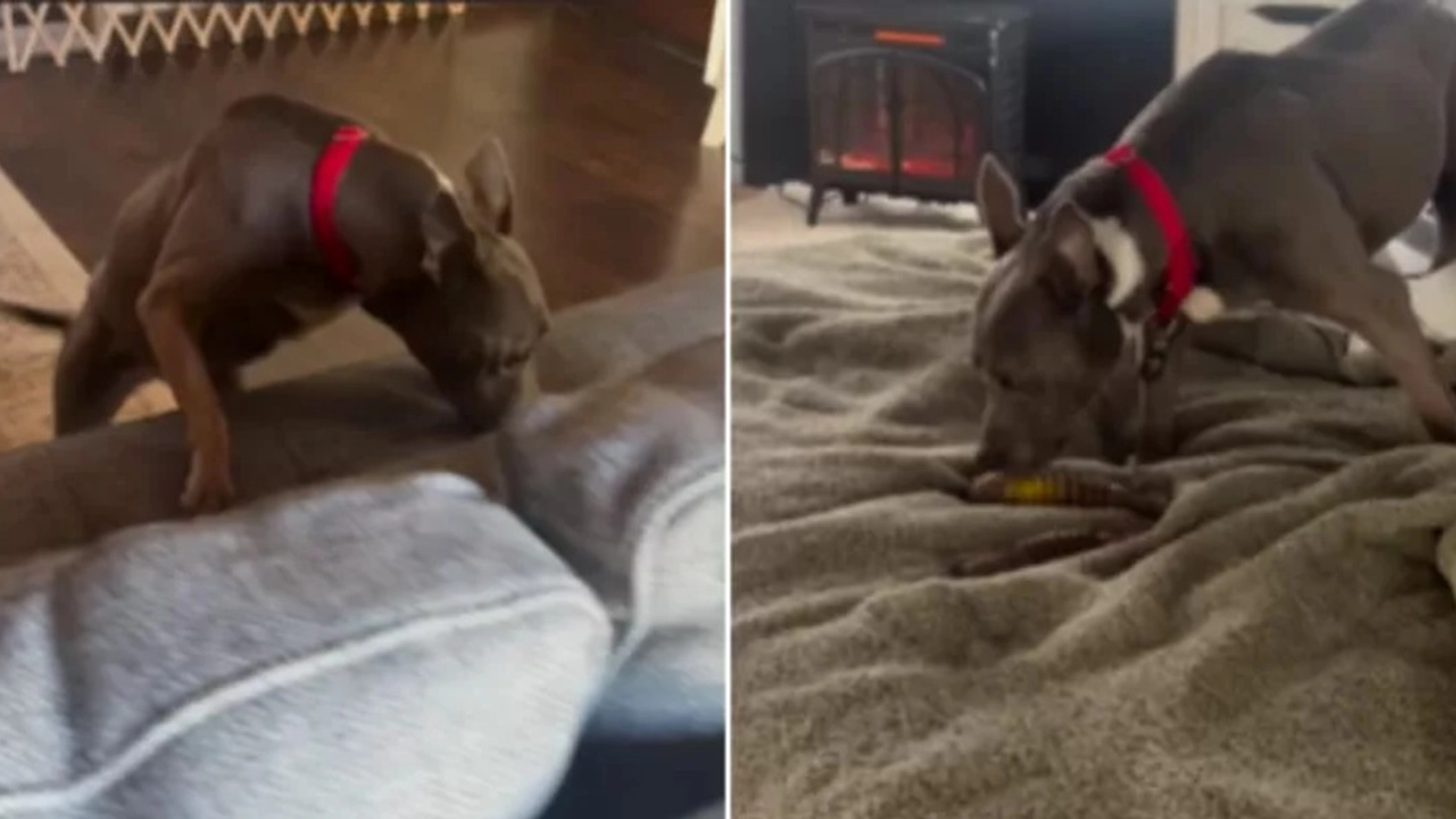 Hund har tilbragt 11 år på internat: Sådan reagerer den på nyt hjem efter endelig at være blevet adopteret