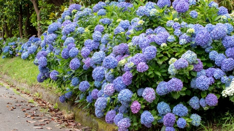 På dette tidspunkt af døgnet må du aldrig vande blomster: Det tiltrækker sneglene