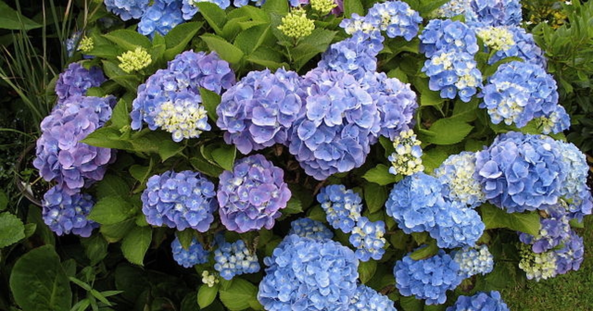 Simpelt trick virker som magi: Smid dette under hortensiaerne og de vil blomstre stort og flot