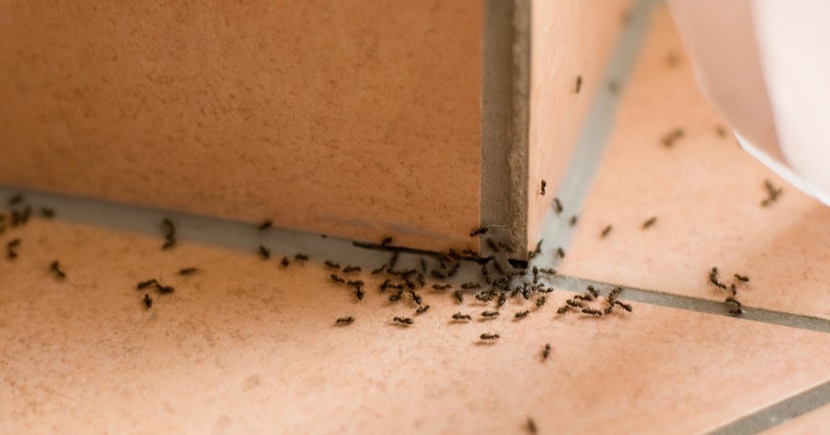 Kræver 3 billige ingredienser vi allerede har ved hånden: Sådan slipper du af med myrer for altid