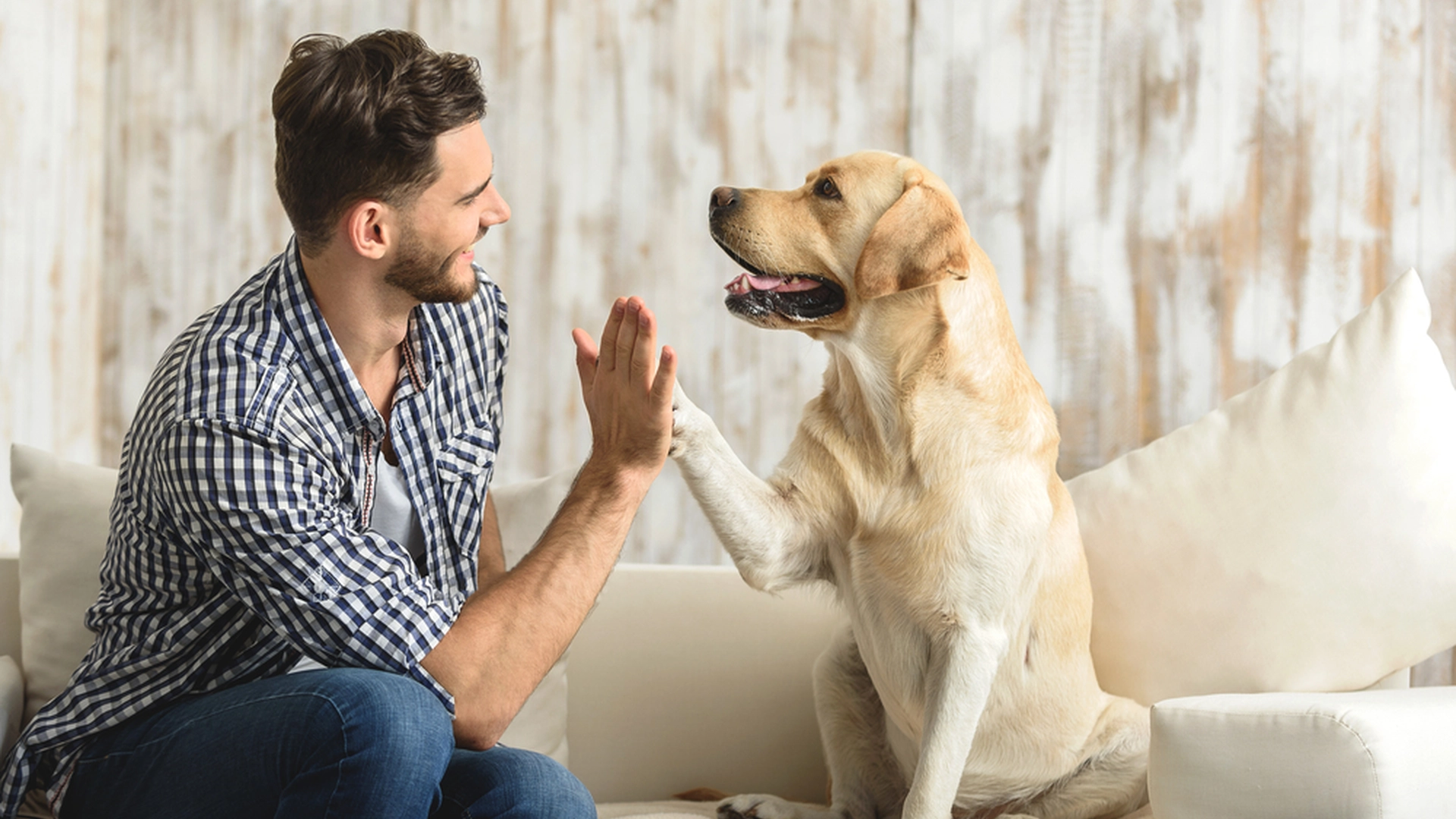 Eksperter afslører: 6 tegn på, at du har en glad hund