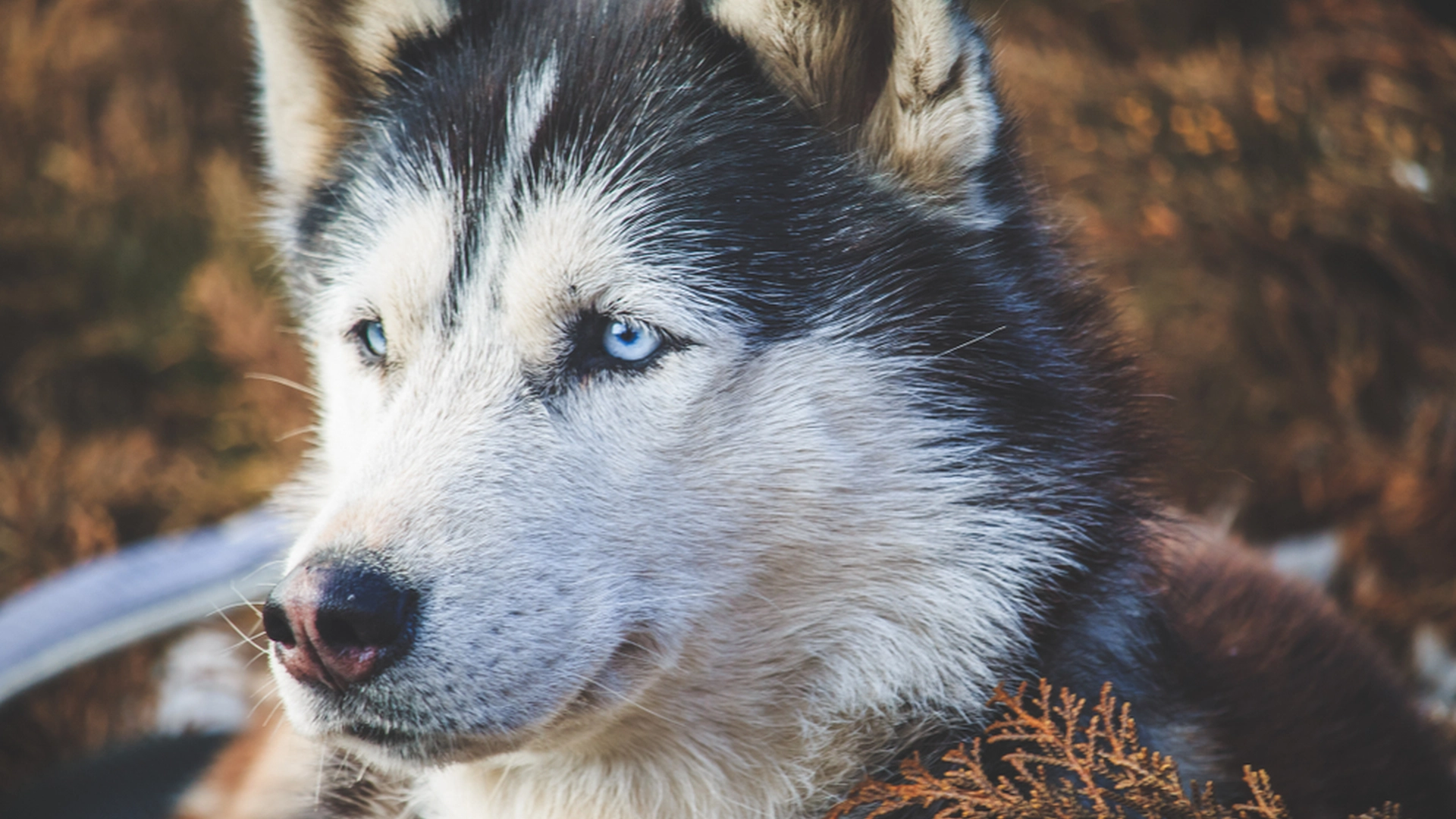 Husky forsvandt sporløst fra feriepasning: Så opdagede familien den chokerende sandhed om dens skæbne
