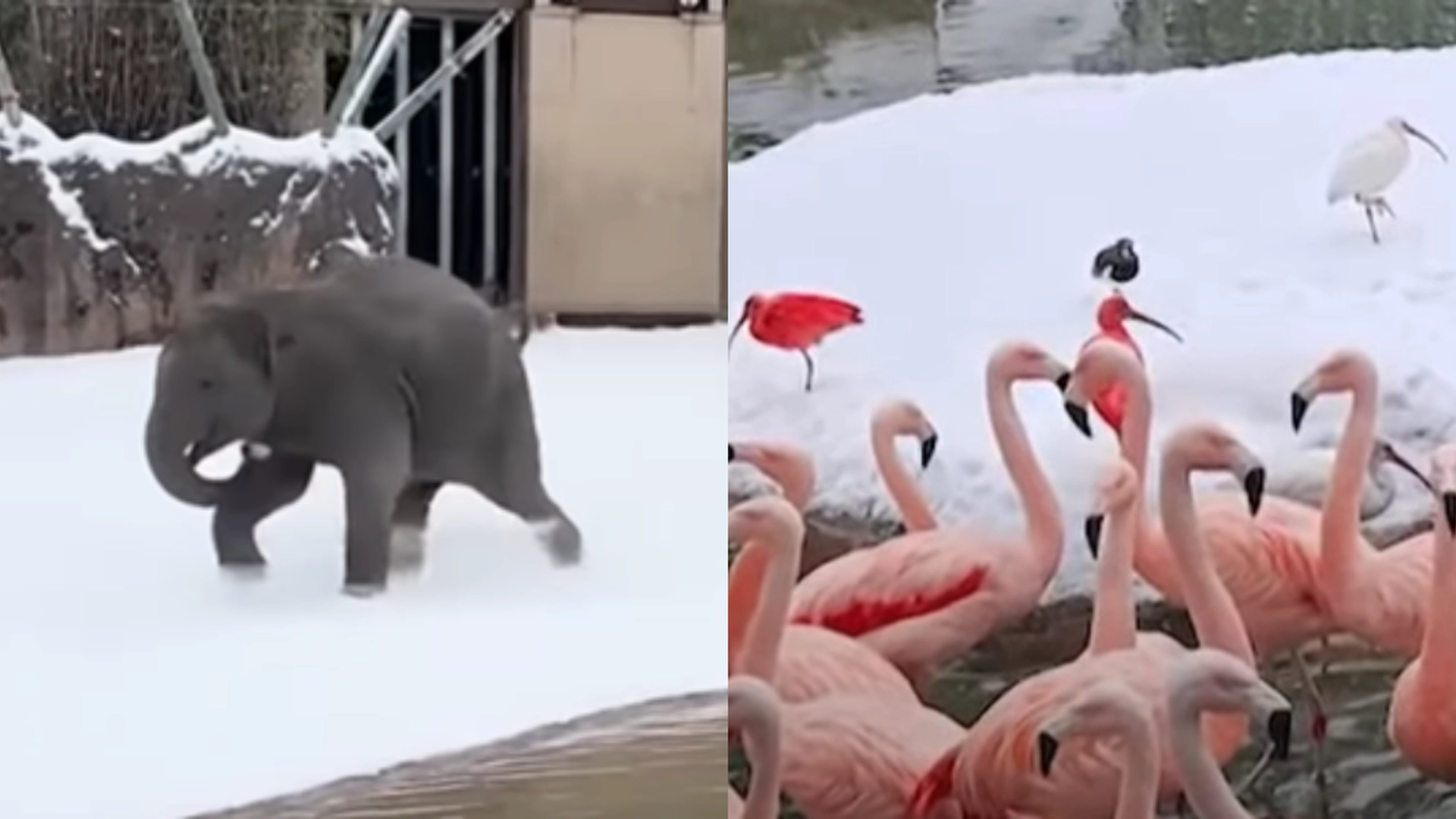 Sød video går viralt: Eksotiske dyr leger i sneen i zoologisk have