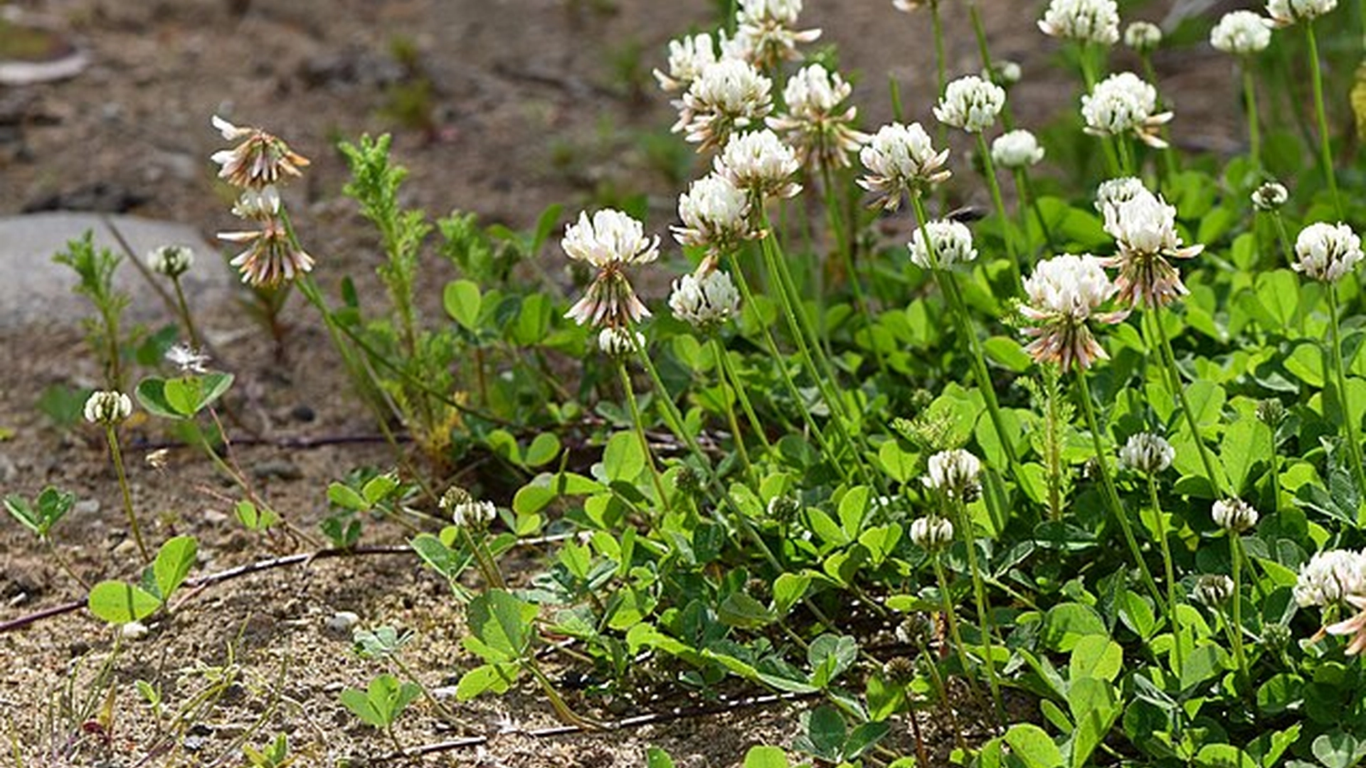 Overset plante er en gave for bierne, kan tåle tørke og holder ukrudt væk