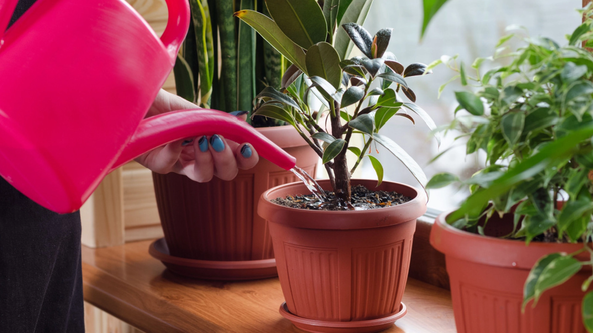 Hvor ofte bør du vande dine stueplanter?