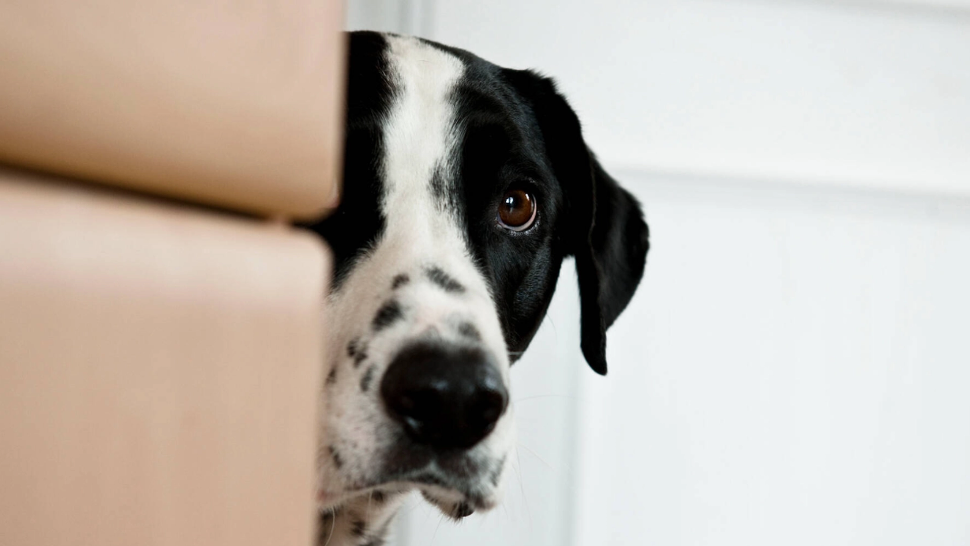 Kan være livsfarligt: Sådan skal du gøre, når hunden gør det
