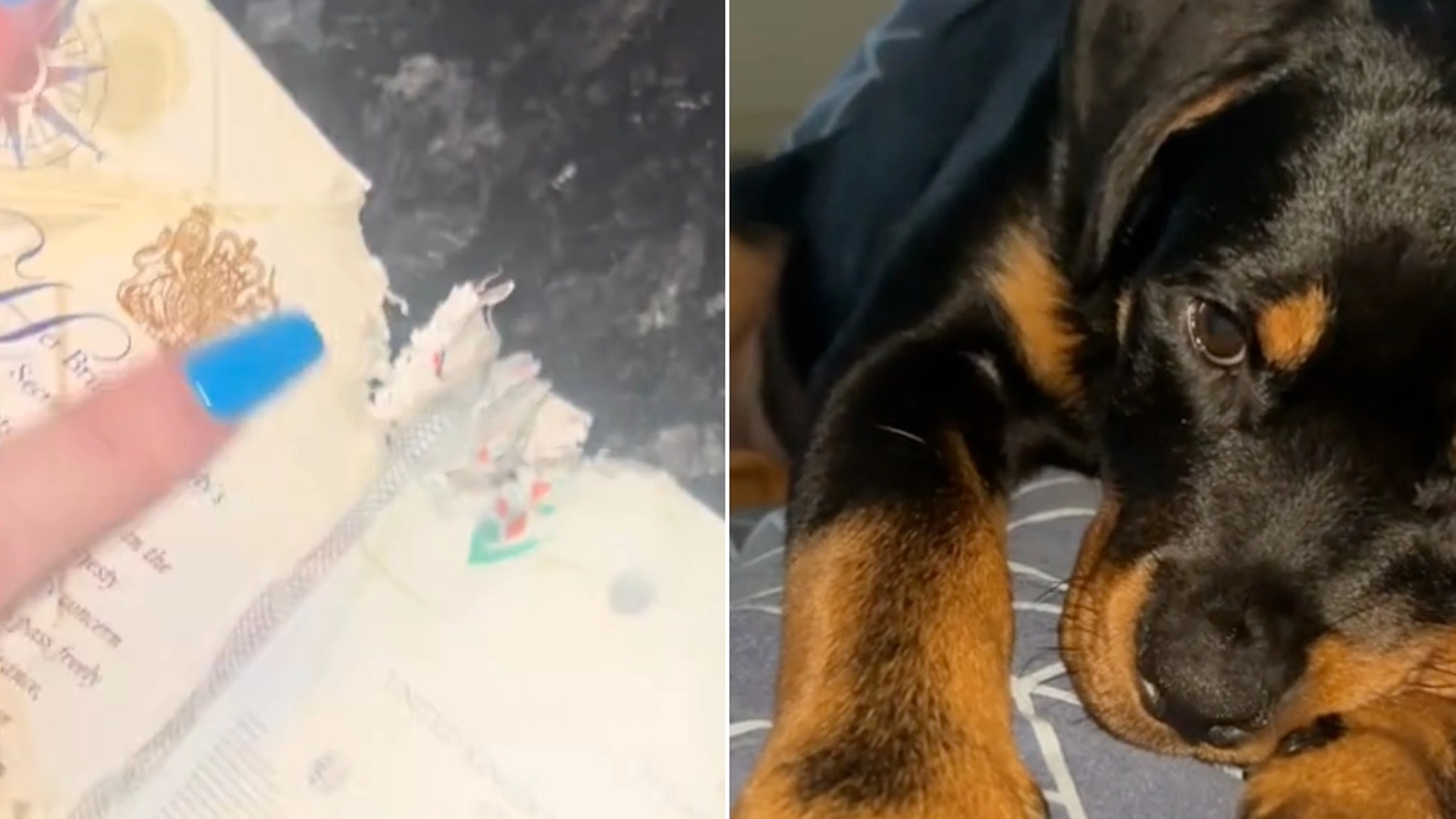 Hunden fik fat i hendes pas få timer før ferie: Det fik alvorlige konsekvenser