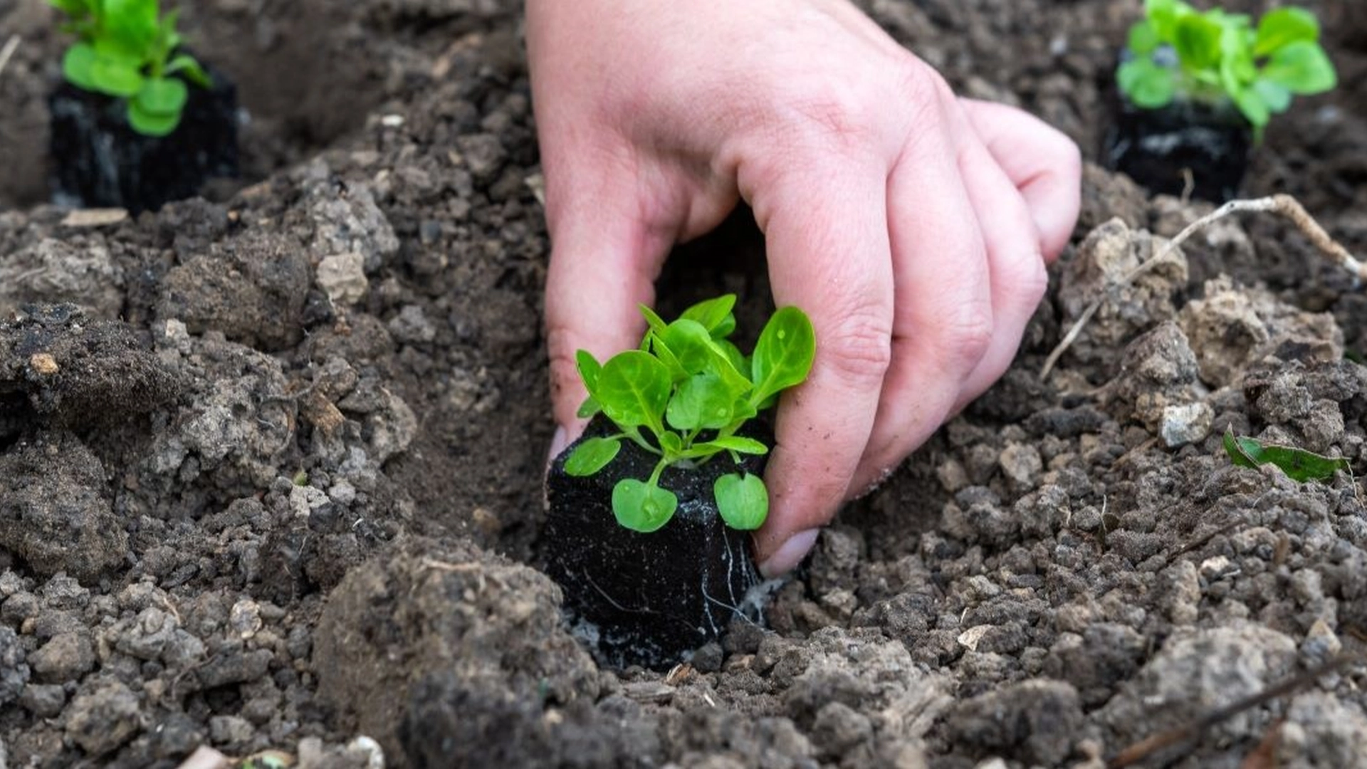 Gartner med advarsel: Undgå denne fejl når du planter tomater, agurker og peberfrugter