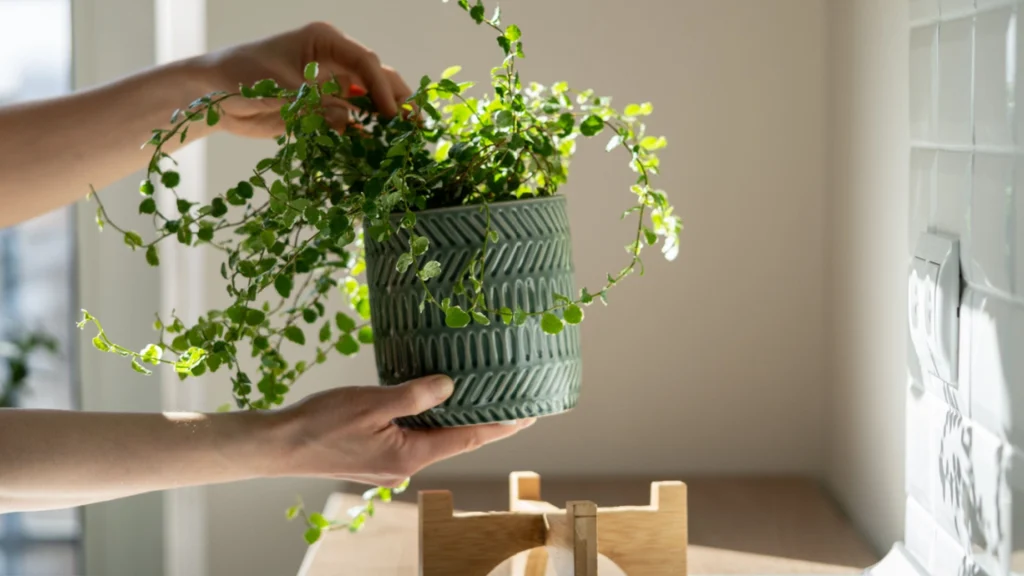 5 stueplanter, der elsker fugt og hjælper til at forebygge skimmelsvamp