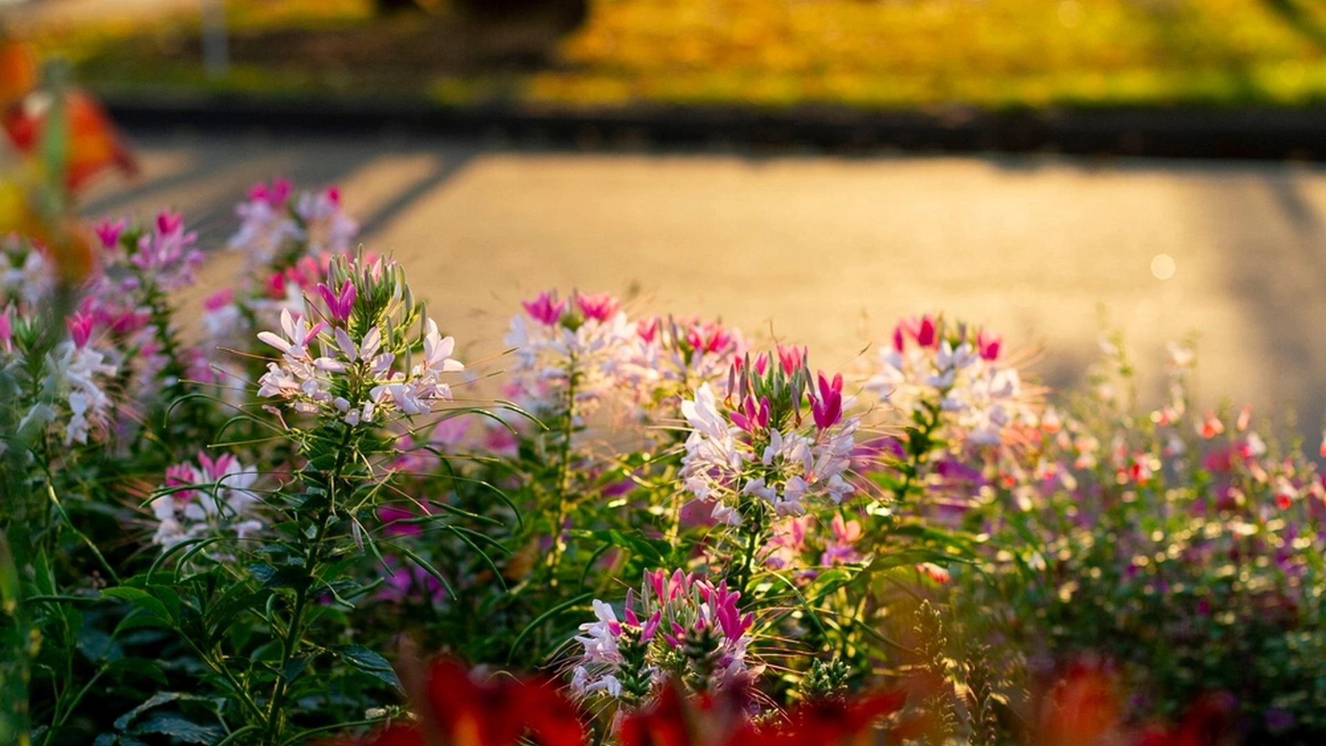 Naboer ødelagde mands blomsterbed: Så fik han denne geniale ide