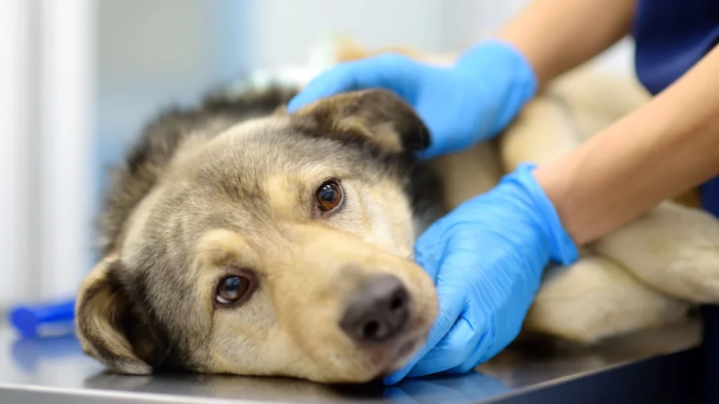 Det er dyrt at have hund: Dette medfører mange dyrlægebesøg