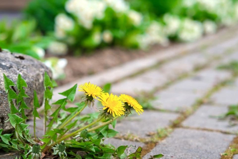 Genialt trick fjerner mælkebøtter en gang for alle – og du har allerede redskaberne derhjemme