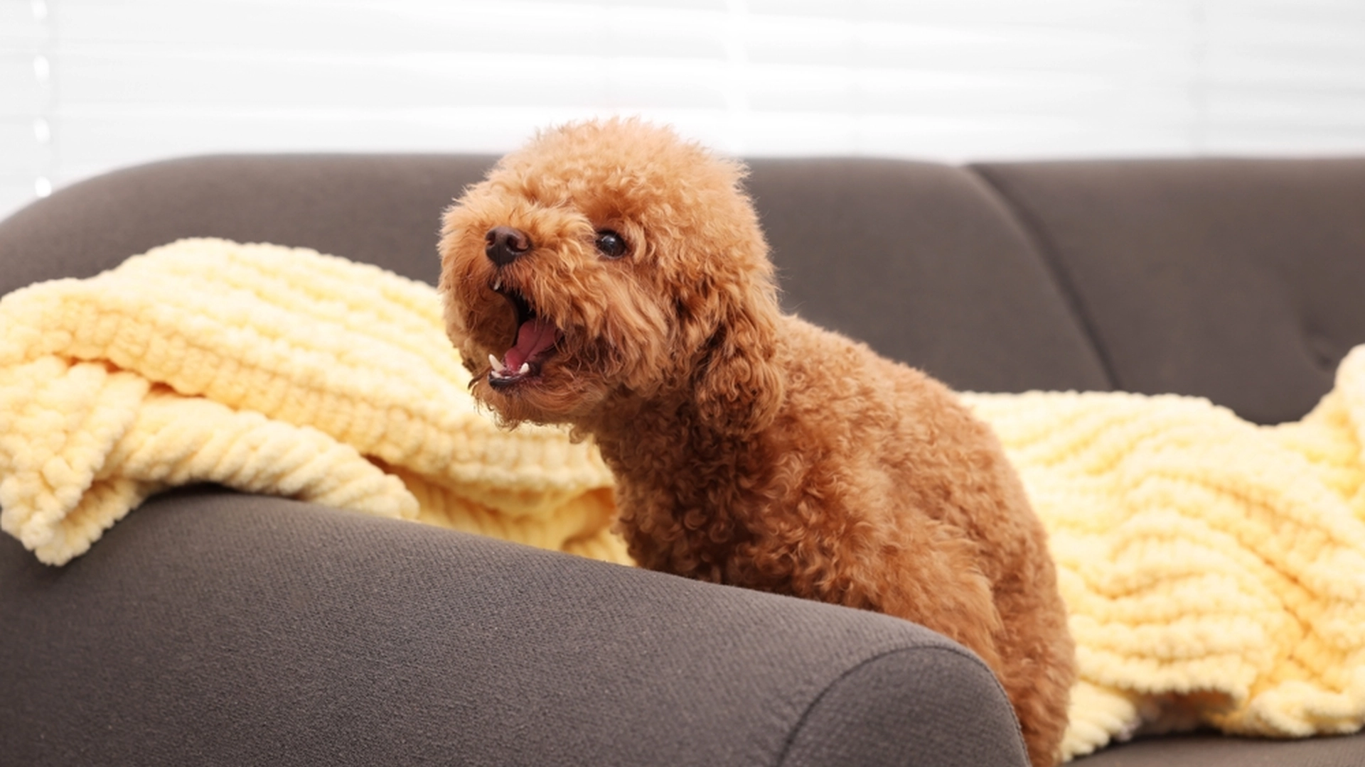 Hundeekspert afslører: Dette betyder det, når din hund gør