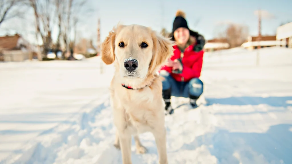 8 gode råd til når du lufter din hund om vinteren: Nummer 5 er særlig vigtig at holde øje med!