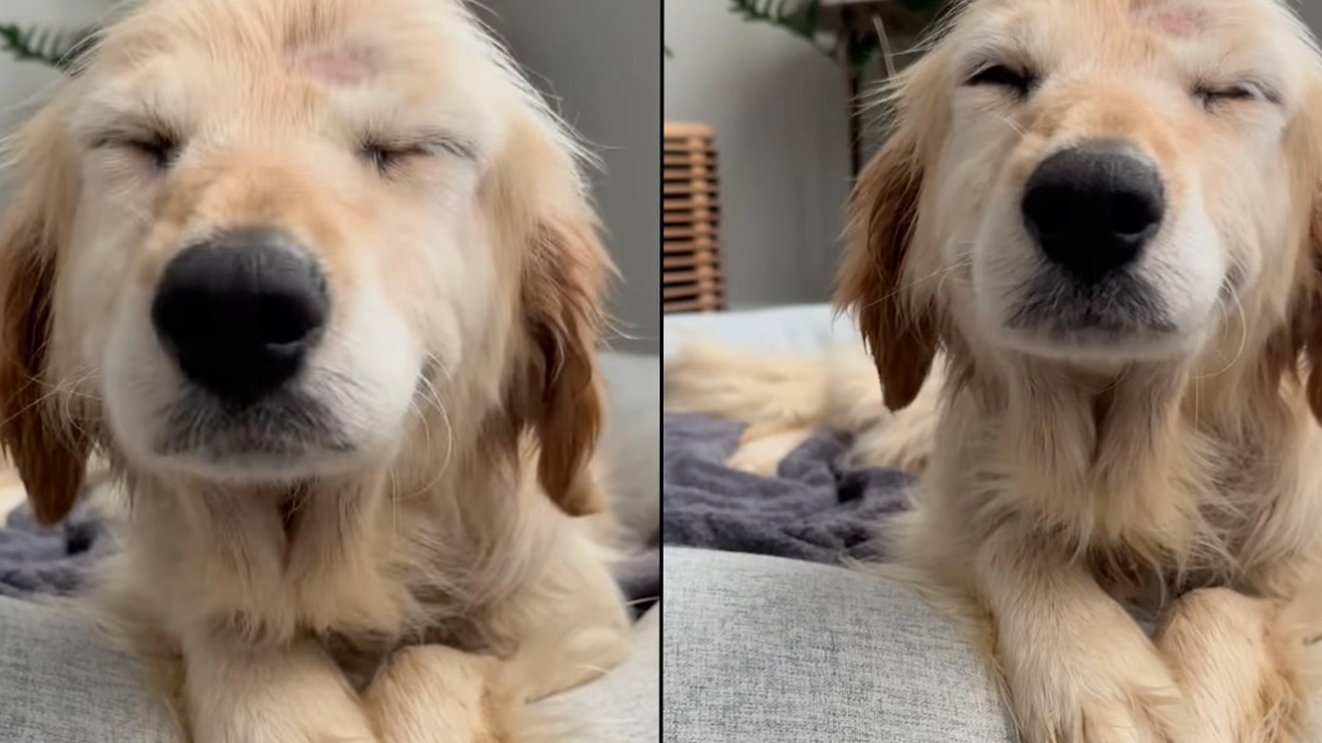 Udstråler ren lykke: Ældre hund viser taknemmeligt smil første dag hjemme fra internatet