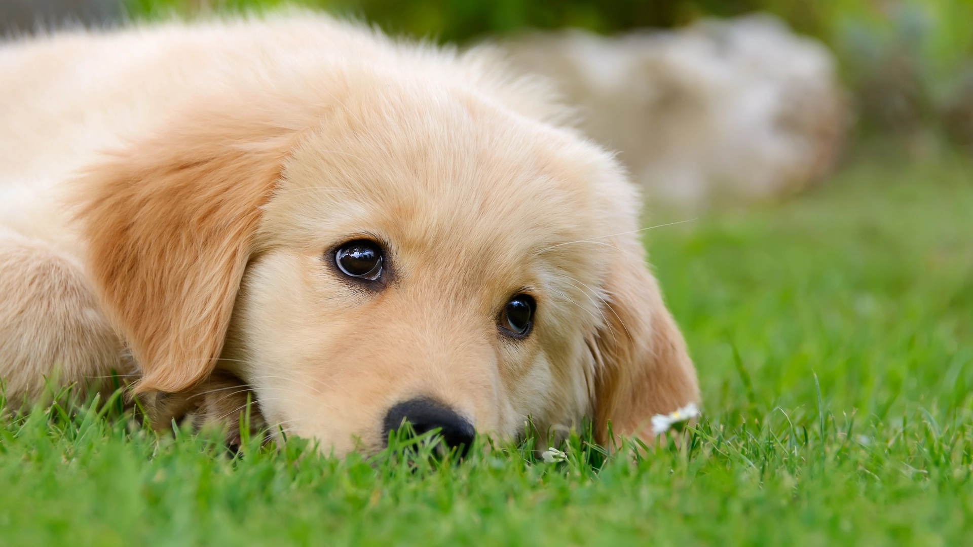Har du hund? Her er 12 hunderacer, der elsker sine ejere mere end noget andet