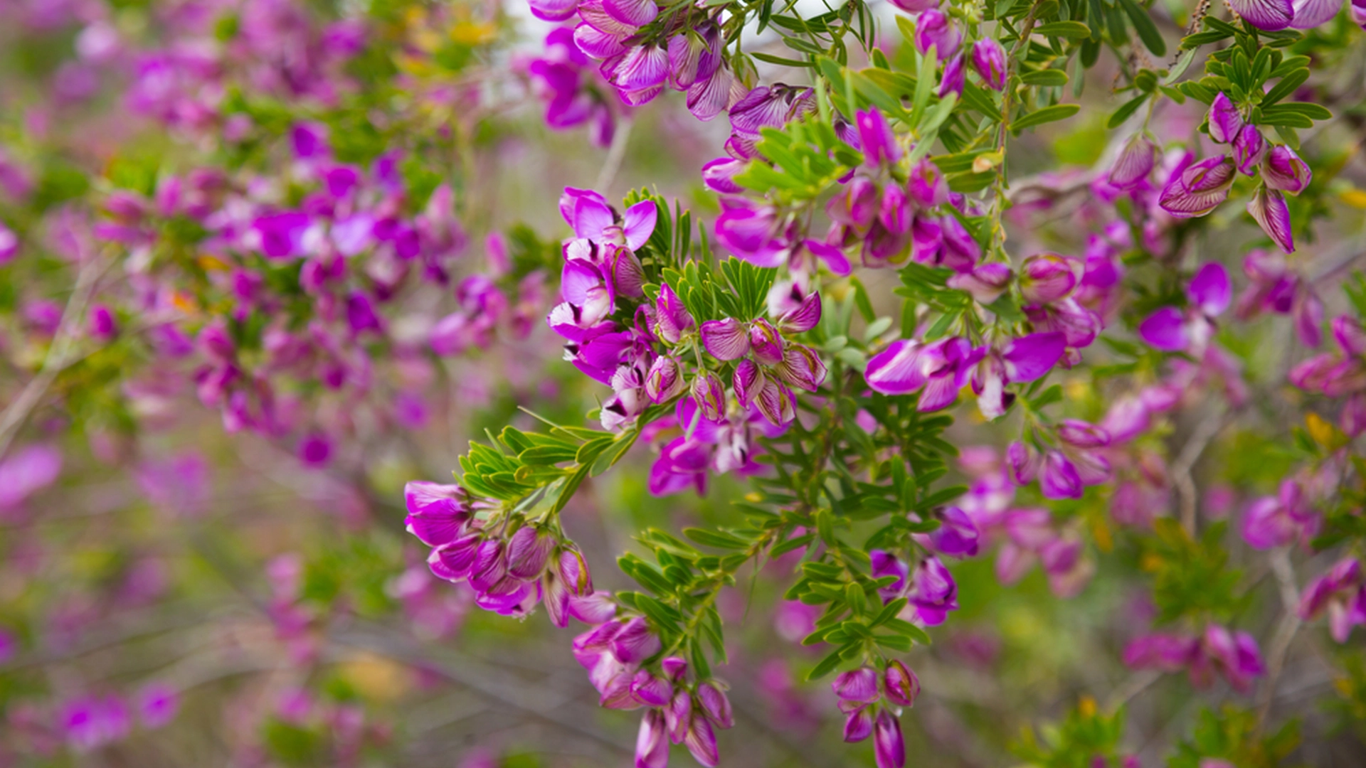 Kun få kender den: Denne sommerfuglelignende blomst er majestætisk og blomstrer 10 måneder om året