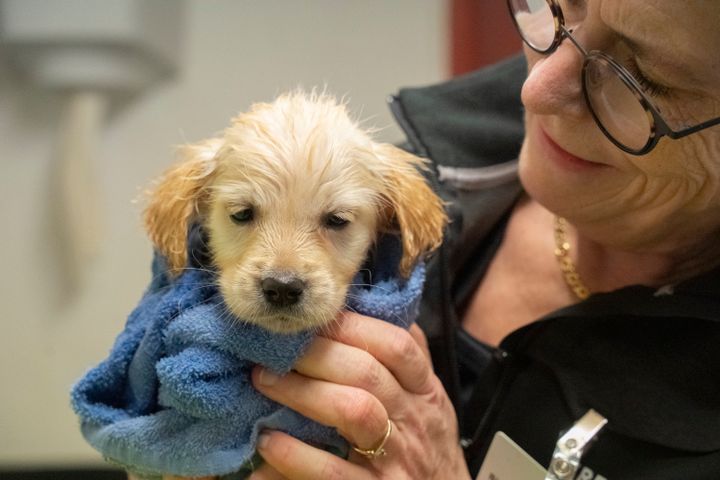 Stor hundesag: 17 hunde indleveret