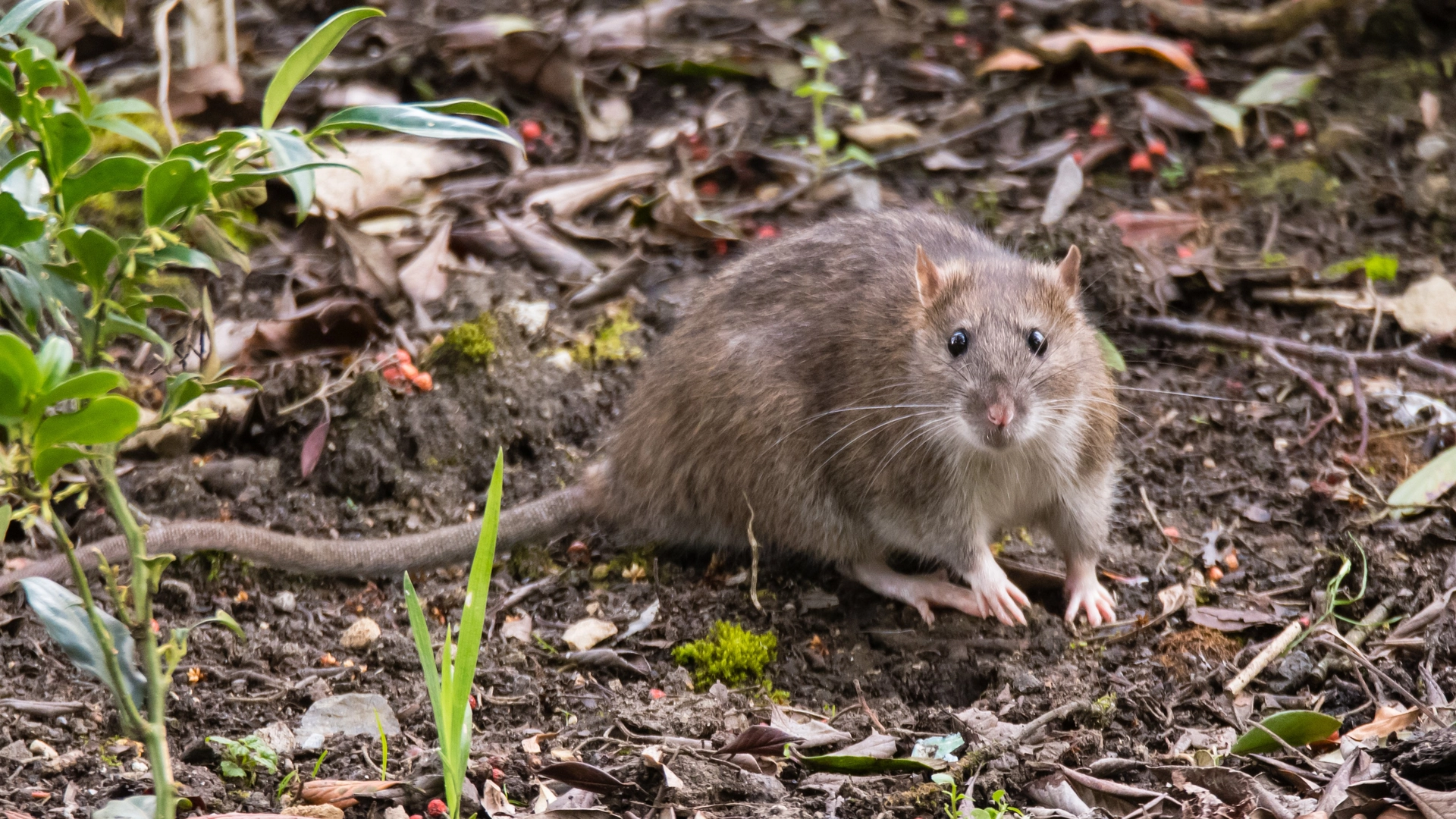 Rotterne rykker ind: Skadedyrsekspert anbefaler at sprede denne grøntsag i haven for at gøre forskellen