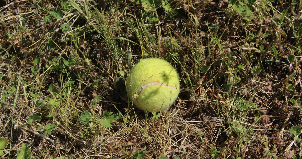 Derfor skal du lægge tennisbolde i haven om vinteren: Årsagen vil overraske dig