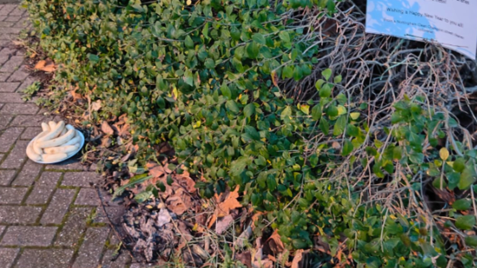 Mysterie: Ukendt person bliver ved med at efterlade en tallerken med skrællede bananer på gadehjørne