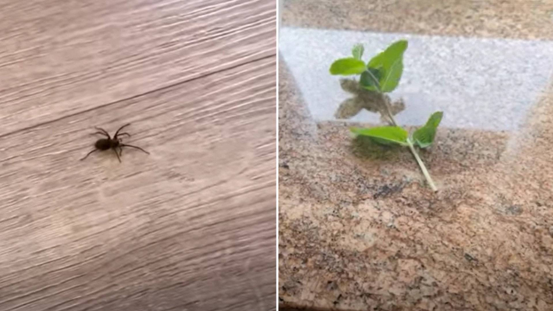 Det kræver næsten ingenting: Med dette simple trick vinker du farvel til edderkopper i hjemmet for altid