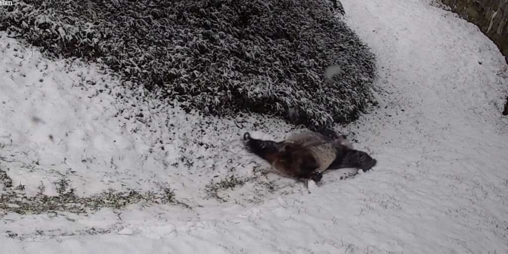 Verdens sødeste video? Panda kælker baglæns på ryggen i sneparadis