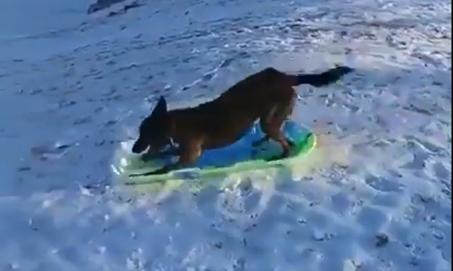Sjov i sneen: Klog hund kælker på egen hånd