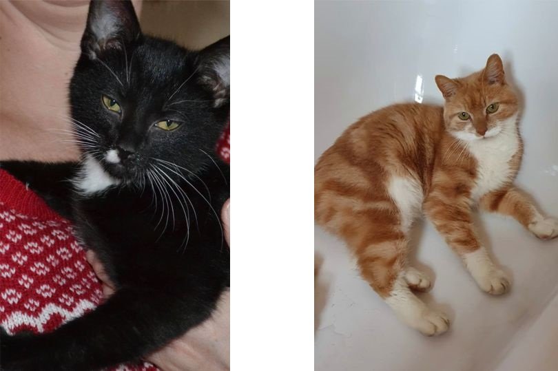 Flere katte dræbt med kølervæske