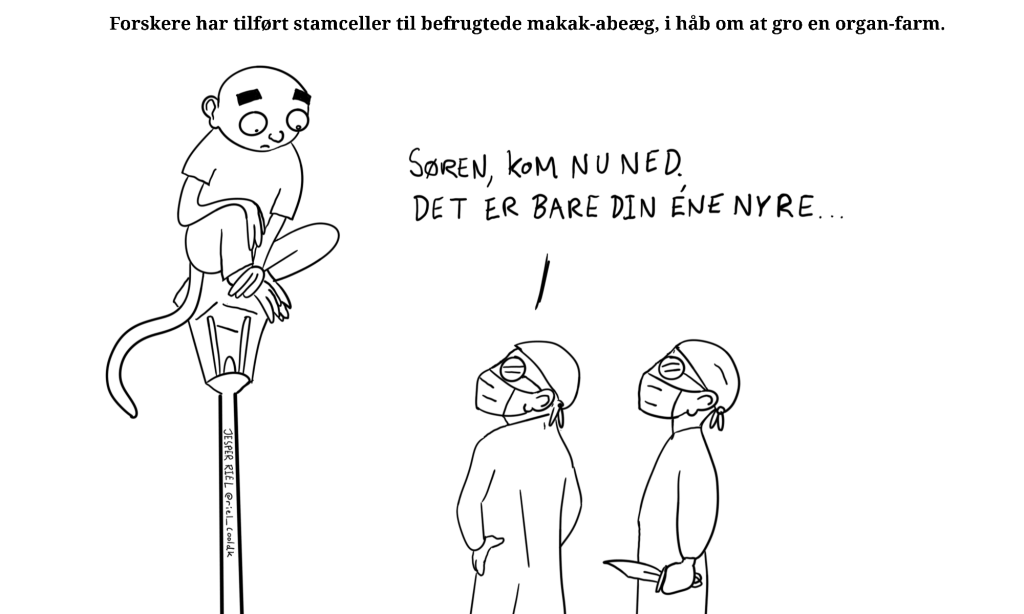 RielCool: Forskere har tilført stamceller fra mennesker til makak-aber