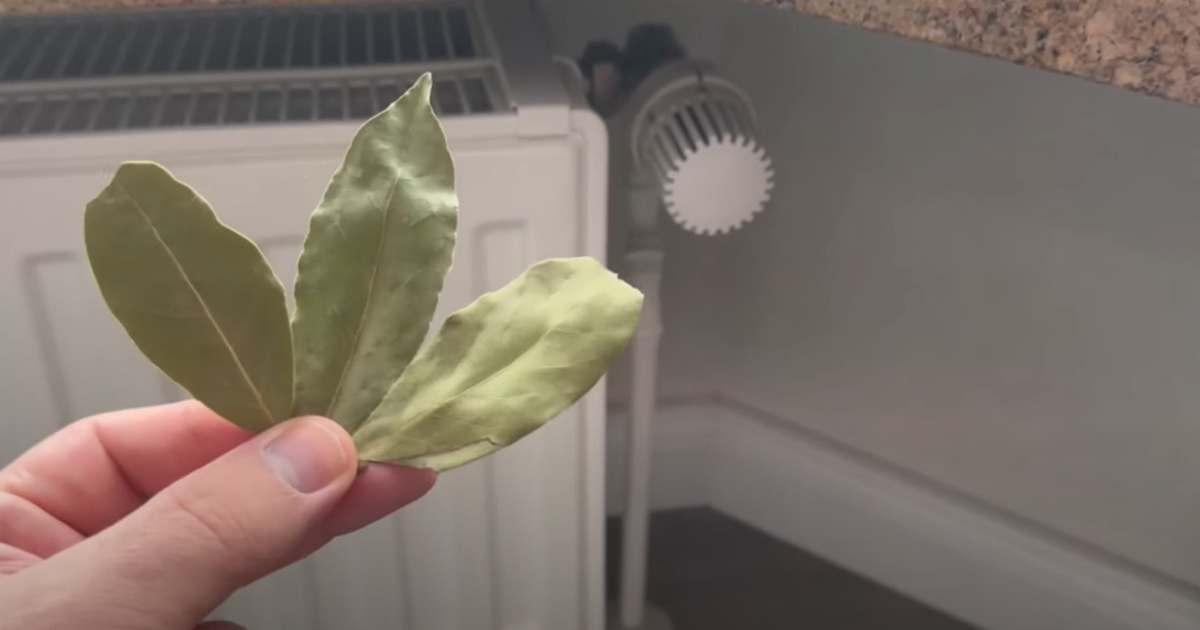 Læg laurbærblade ved døre og vinduer. Du undgår et velkendt problem til sommer.