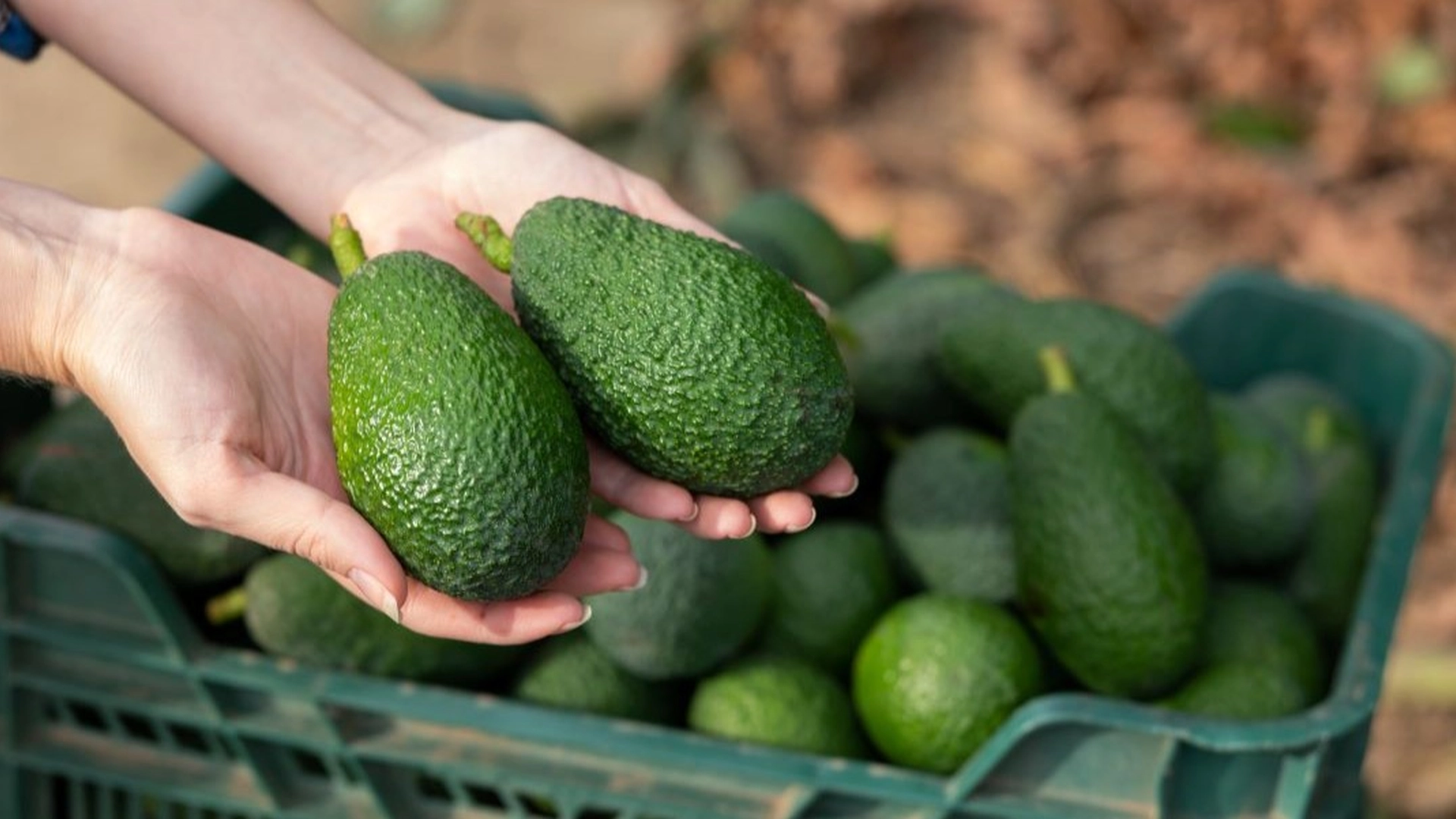 Sådan kan du altid finde ud af, om avocadoen er perfekt moden
