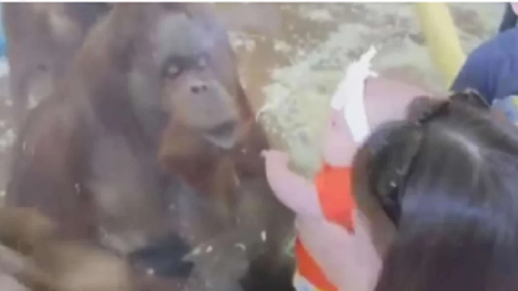 Dyrepasser viste baby frem foran orangutang: Vent til du ser den hjerteskærende reaktion