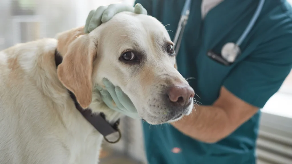 Advarsel til hundeejere: De mange regnvejrsdage øger risikoen for denne dødelige sygdom hos din hund